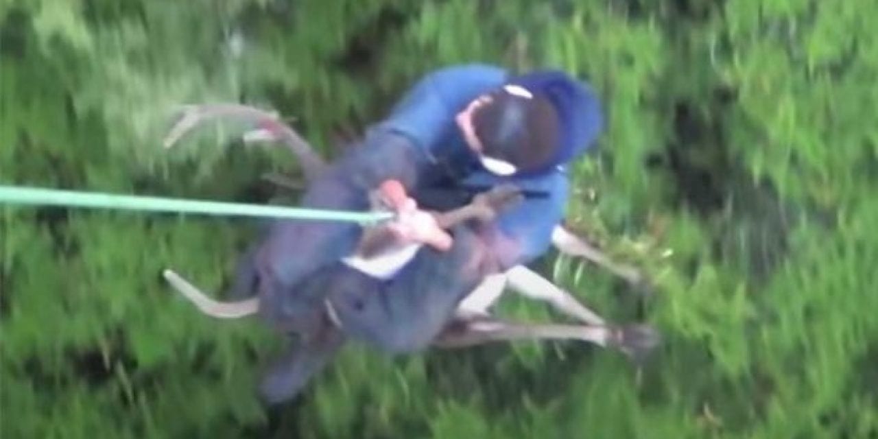 Recovering a Red Stag in New Zealand With the Help of a Helicopter