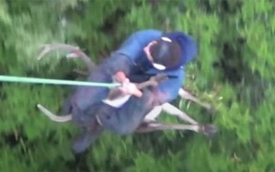 Recovering a Red Stag in New Zealand With the Help of a Helicopter