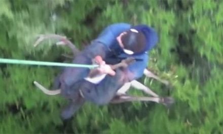 Recovering a Red Stag in New Zealand With the Help of a Helicopter