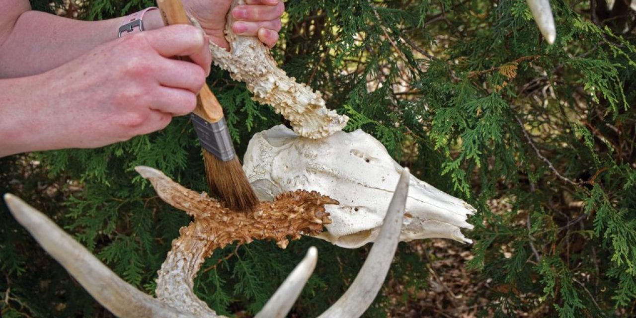Restoring Antlers