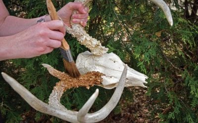 Restoring Antlers