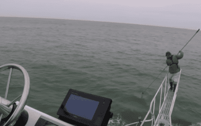 Shark Researcher Has Close Call When Great White Leaps Out of the Water