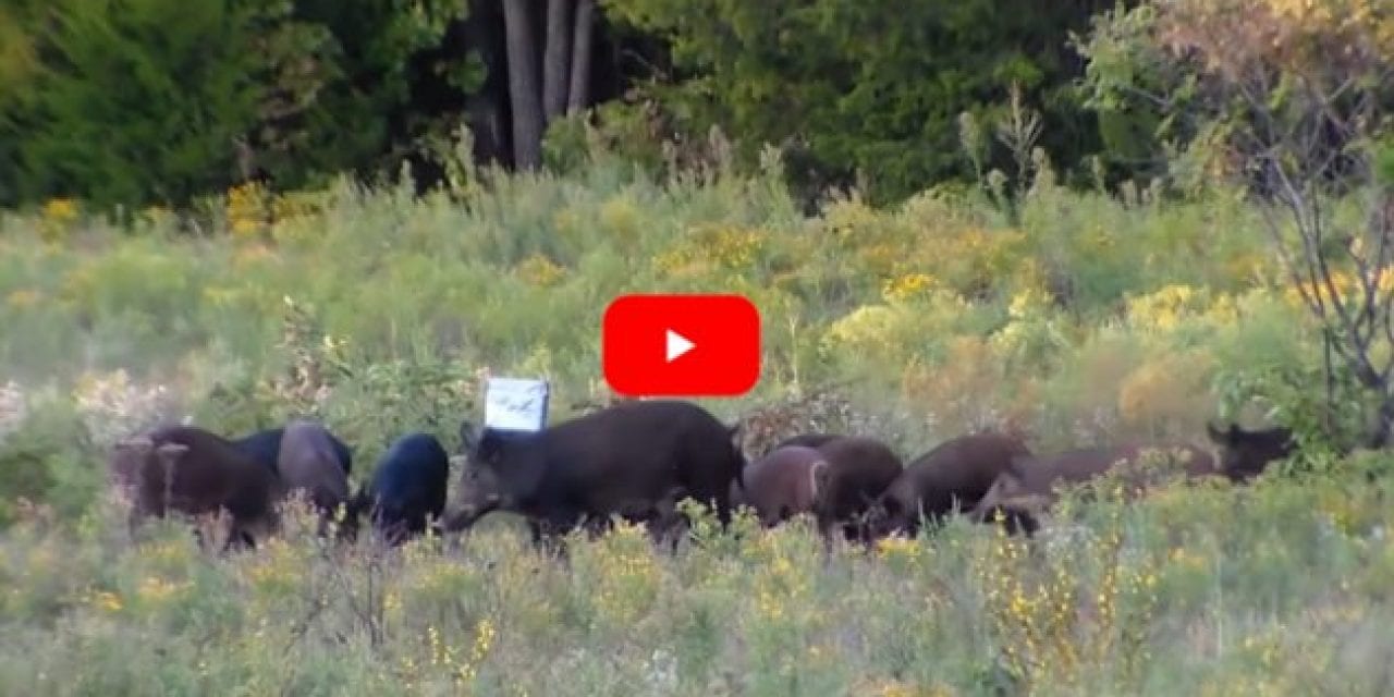 Sounder of Feral Hogs vs Seven Pounds of Tannerite