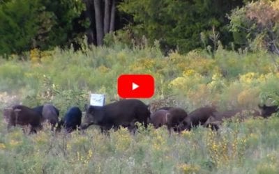 Sounder of Feral Hogs vs Seven Pounds of Tannerite