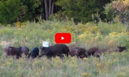 Sounder of Feral Hogs vs Seven Pounds of Tannerite