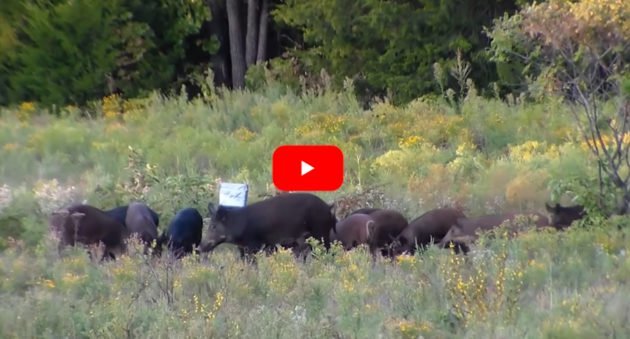 Tannerite Hogs