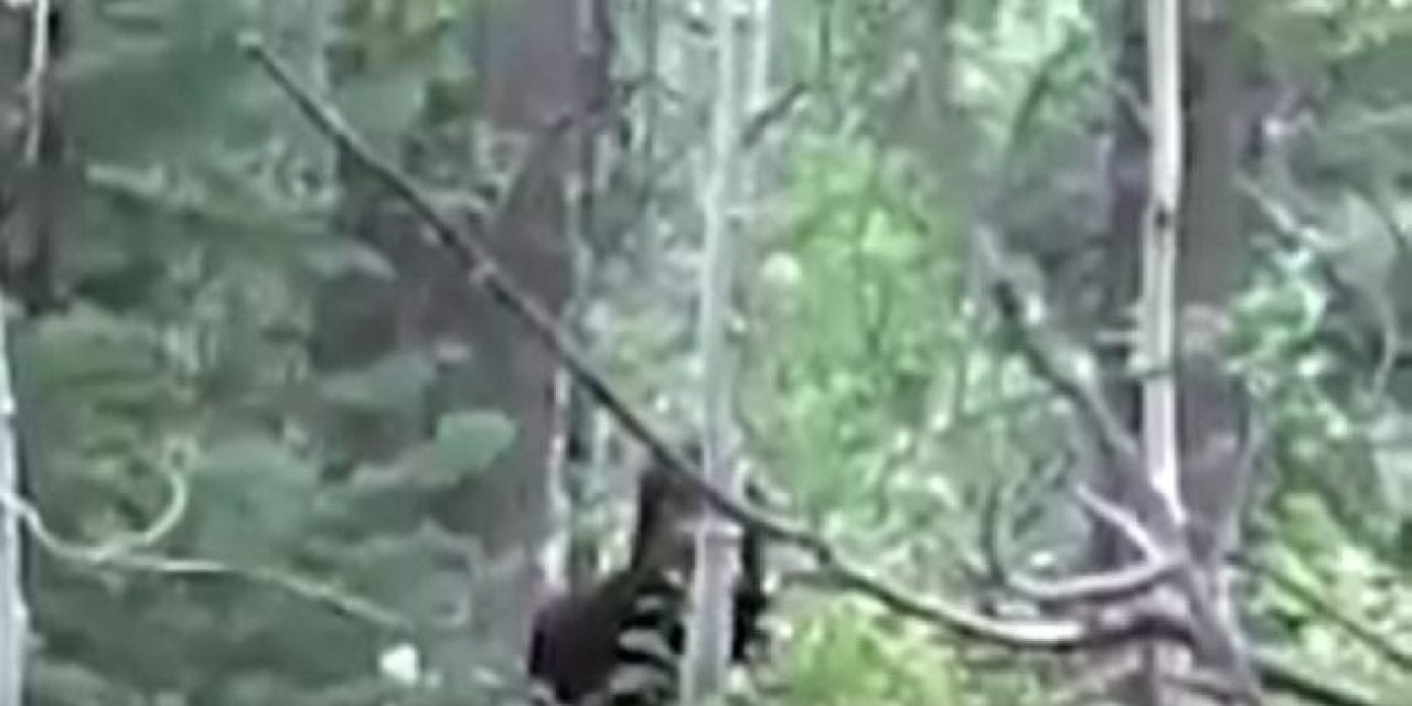 Suspicious Footage Stirs Bigfoot Theories