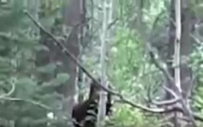 Suspicious Footage Stirs Bigfoot Theories
