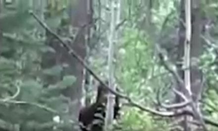 Suspicious Footage Stirs Bigfoot Theories