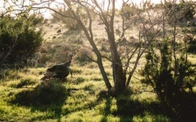 The 2020 Turkey Hunting Gear Guide