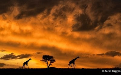 The Future of Nature Photography