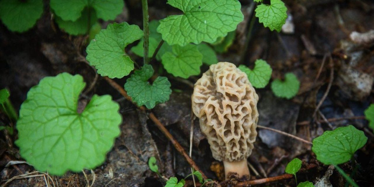 The Invasion of Garlic Mustard