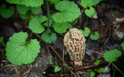 The Invasion of Garlic Mustard