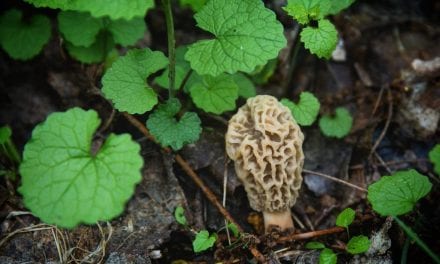 The Invasion of Garlic Mustard