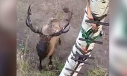 This Boss Bull Elk is Clearly Unhappy With These Hunters