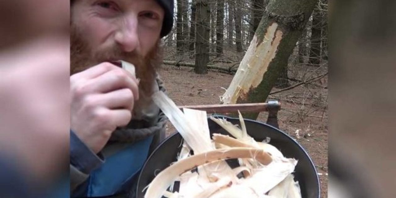 Tree Bacon: A Survival Food for the Savvy Woodsman