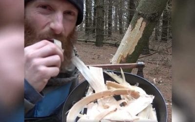 Tree Bacon: A Survival Food for the Savvy Woodsman