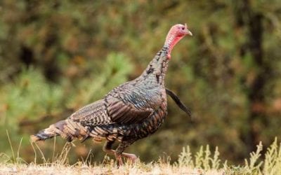 Washington Cancels Some Spring Hunting Because of Coronavirus