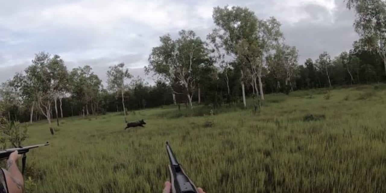 Water Buffalo Hunters Take Feral Hog With .375 H&H and .416 Rigby