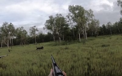 Water Buffalo Hunters Take Feral Hog With .375 H&H and .416 Rigby