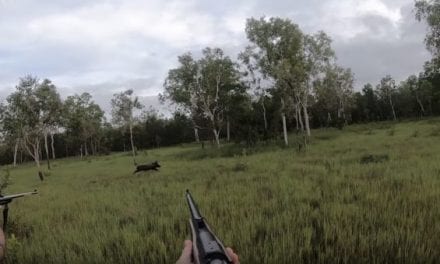 Water Buffalo Hunters Take Feral Hog With .375 H&H and .416 Rigby