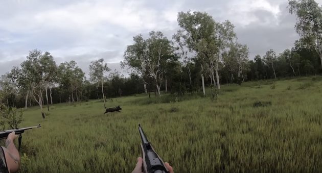 Feral Hog vs .375 H&H and .416 Rigby