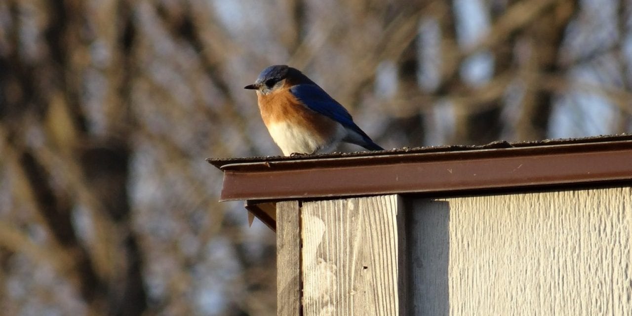 While at Home, Watch Birds