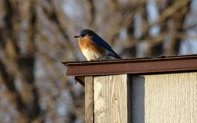 While at Home, Watch Birds