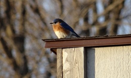 While at Home, Watch Birds