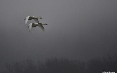 Winter Waterfowl Assignment Winner Gene Nemeth