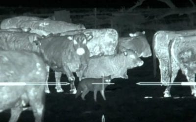 45 Coyotes Downed Using Thermal Imaging