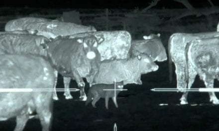 45 Coyotes Downed Using Thermal Imaging