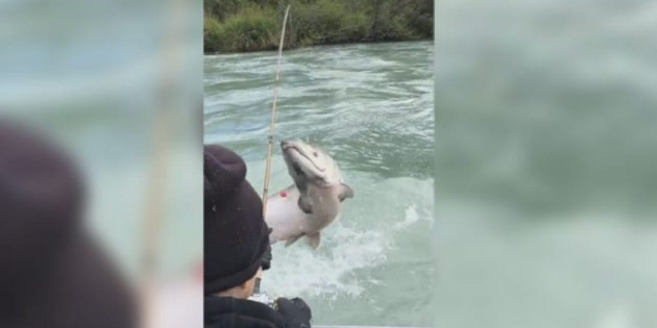 66-Pound King Salmon Leaps, Takes out Pair of Anglers