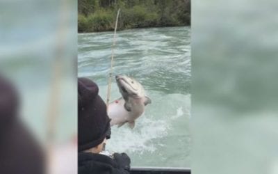 66-Pound King Salmon Leaps, Takes out Pair of Anglers
