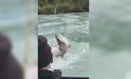 66-Pound King Salmon Leaps, Takes out Pair of Anglers