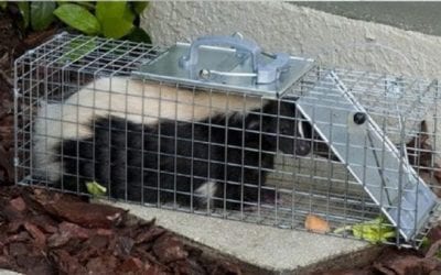 7 Things You Need for Backyard Varmint Control