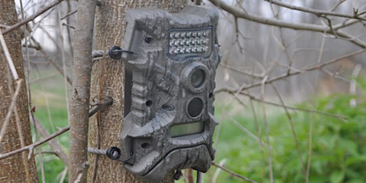 8 Trail Cameras to Consider Before Next Hunting Season