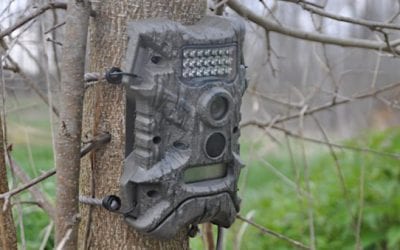 8 Trail Cameras to Consider Before Next Hunting Season