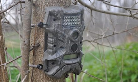 8 Trail Cameras to Consider Before Next Hunting Season