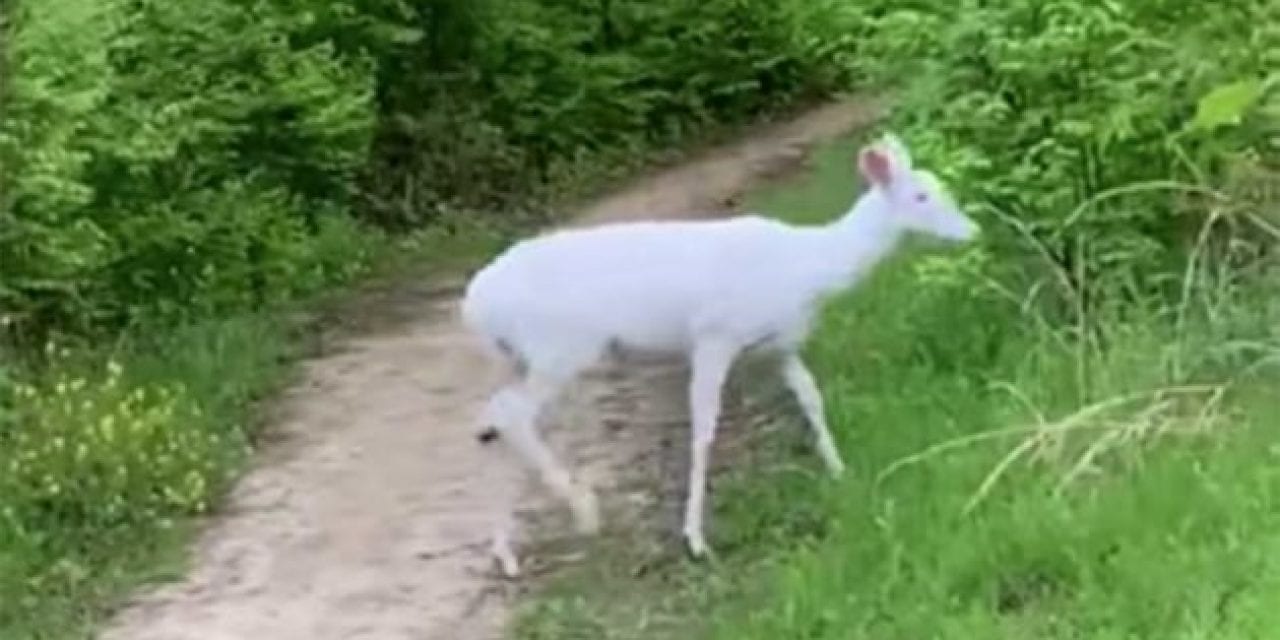 Albino Deer Crosses Ohio Jogging Trail While Another Hides in Bushes