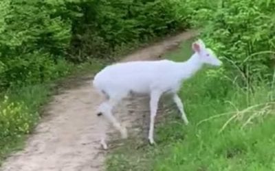 Albino Deer Crosses Ohio Jogging Trail While Another Hides in Bushes