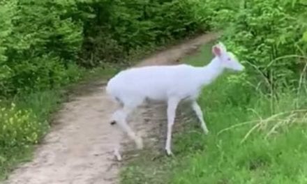 Albino Deer Crosses Ohio Jogging Trail While Another Hides in Bushes