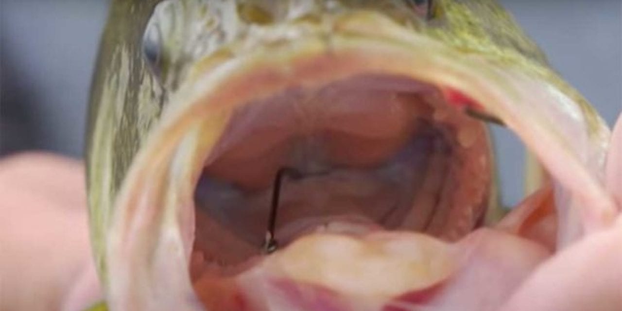 Angler Shares How to Remove Hook from Deep Inside a Fish With Minimal Harm
