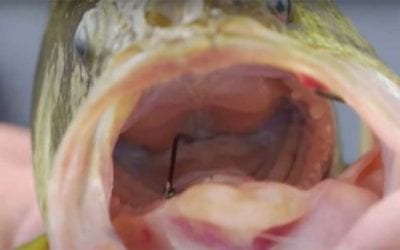 Angler Shares How to Remove Hook from Deep Inside a Fish With Minimal Harm