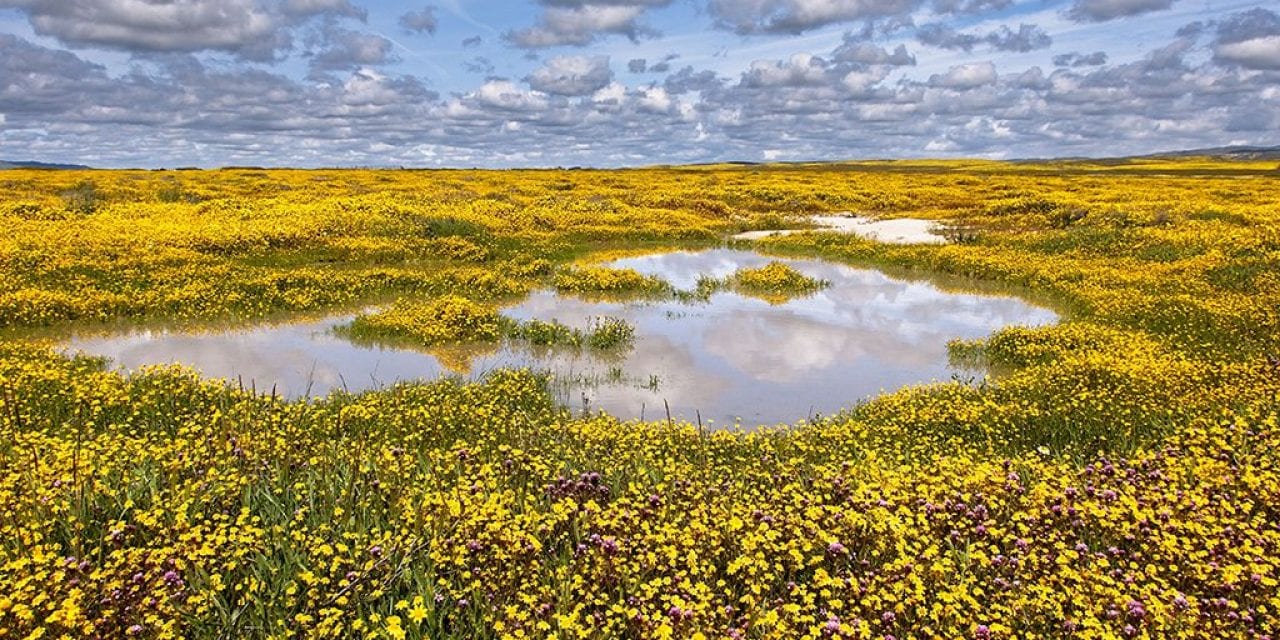 Behind The Shot: Vernal Pool