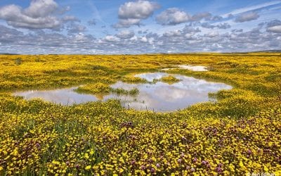 Behind The Shot: Vernal Pool