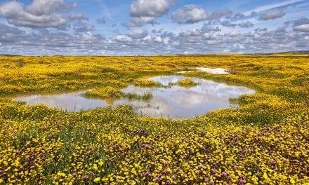 Behind The Shot: Vernal Pool