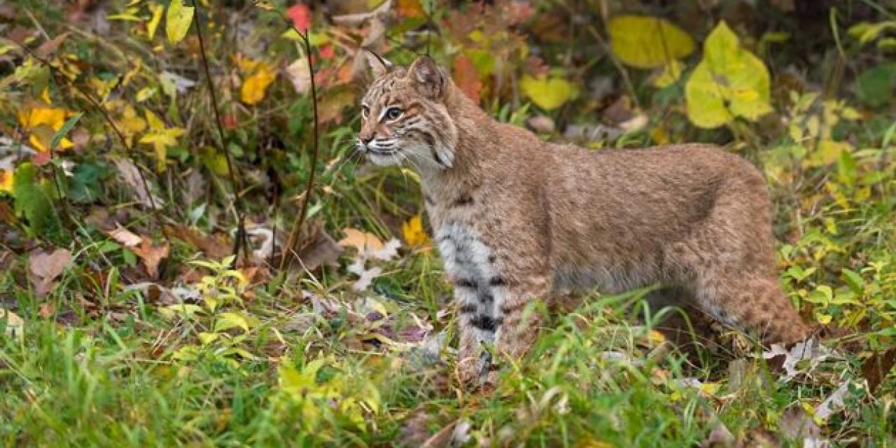 Bobcat Facts: How Much Do You Know About North America’s Feline Predator?