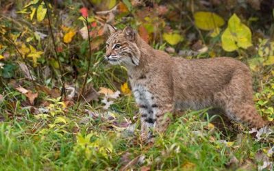 Bobcat Facts: How Much Do You Know About North America’s Feline Predator?