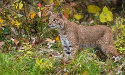 Bobcat Facts: How Much Do You Know About North America’s Feline Predator?